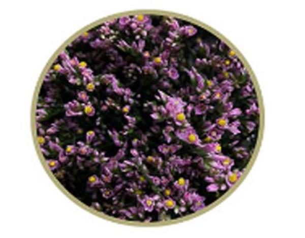 Limonium sinense Blush Diamond, Statice - 5 Stiele